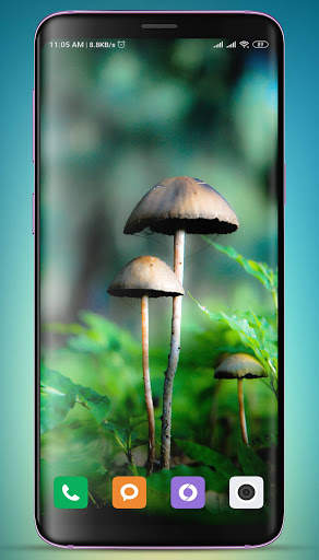 Mushroom Wallpaper HD screenshot 4