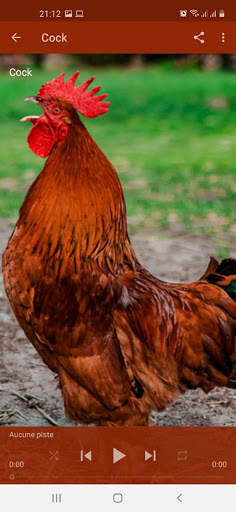 Bird Sounds screenshot 5