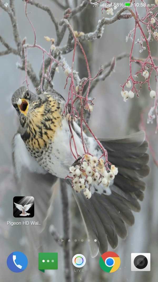 Pigeon HD Wallpaper screenshot 11