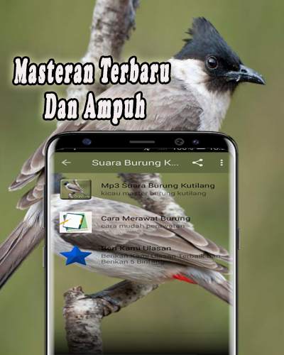 Suara Burung Kutilang Offline 2 تصوير الشاشة