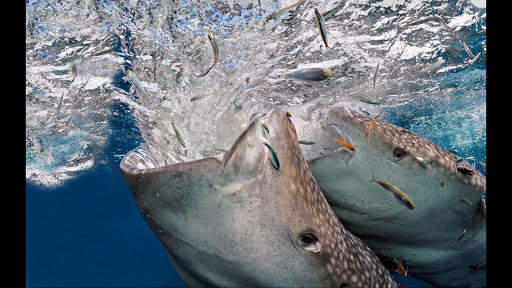 Whale Shark. Wallpapers screenshot 6
