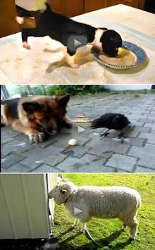 Funny Vidéos Droles WhatsApp screenshot 3