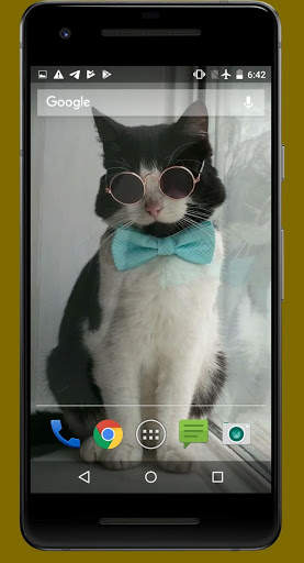 Cute Cat Video Wallpapers screenshot 2