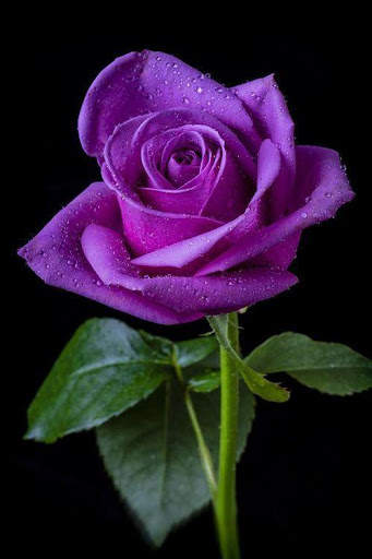 Amazing Flowers Images Gif Rose Stickers Wallpaper screenshot 4