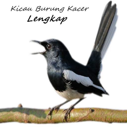 Kicau Burung Kacer Lengkap 1.0