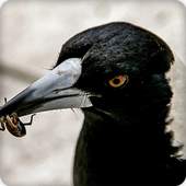 Magpie Bird Call Sounds Ringtone 2.6.9