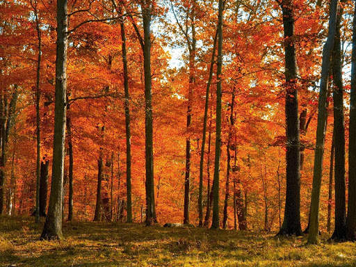 Autumn Live Wallpaper (wallpapers & backgrounds) screenshot 5