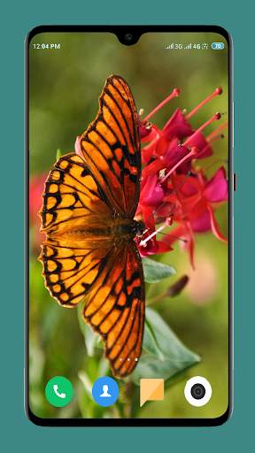 Butterfly Wallpaper 4K screenshot 6