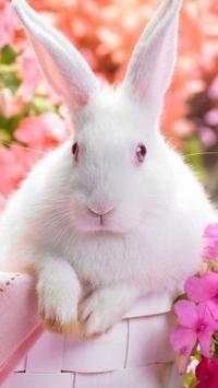 Rabbits Wallpapers screenshot 2