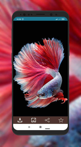 Wallpaper Ikan Cupang screenshot 8