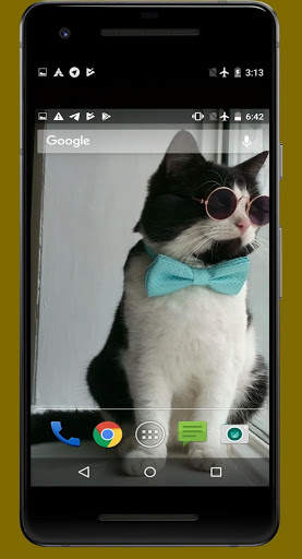 Cute Cat Video Wallpapers screenshot 3