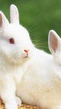 Rabbits Wallpapers screenshot 6