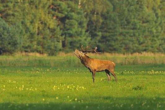 Wild Animal Photo Backgrounds 4 تصوير الشاشة