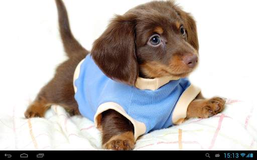 Puppies dogs live wallpaper screenshot 7