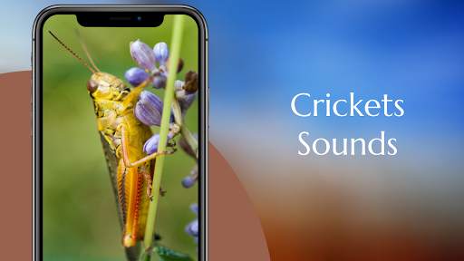 Crickets Sounds screenshot 1