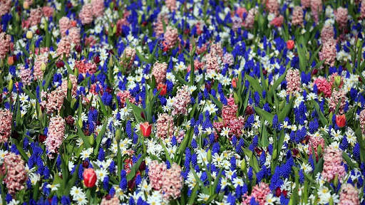 Hyacinth Wallpaper HD screenshot 6