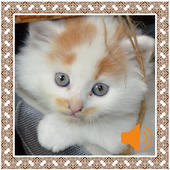 Cat Sounds icon