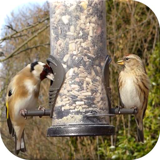 Birds Live Wallpaper 2.3