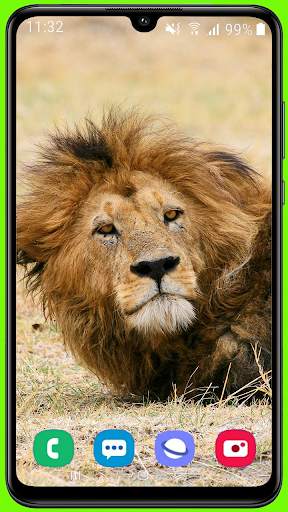 Lion Wallpaper Best HD screenshot 13
