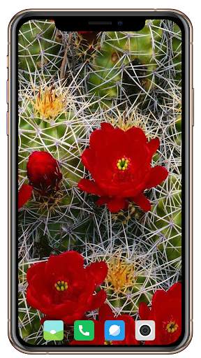 Cactus Flowers Wallpaper screenshot 15