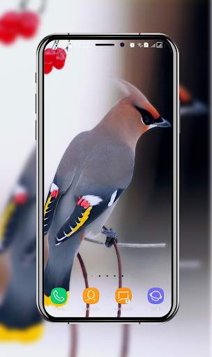 Birds Wallpaper screenshot 4
