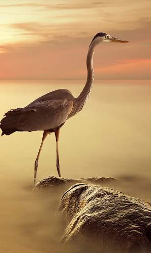 Birdpaper - Bird Mobile Wallpapers screenshot 3