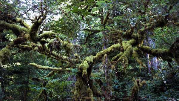 Jungle Live Wallpaper : 7fon & LWP screenshot 4