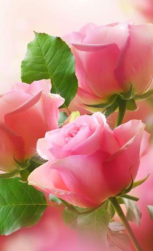 Pink Roses Live Wallpaper screenshot 4