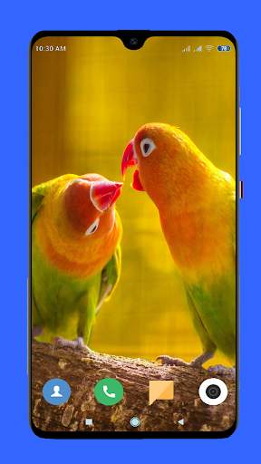 Parrot Wallpaper HD screenshot 13