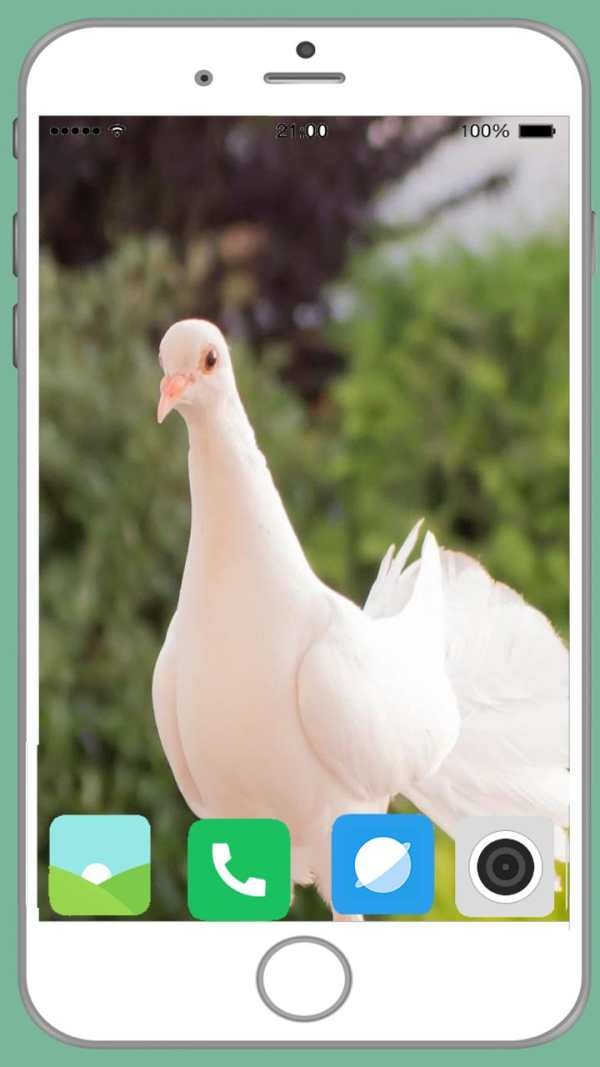 Pigeon Full HD Wallpaper screenshot 3