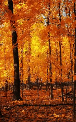 Autumn Live Wallpaper HD screenshot 4
