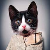 Meow: Cat Animal Face