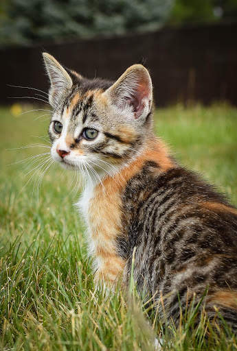 Cat HD Wallpaper 😻😻 screenshot 1