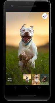 Pitbull Dog HD Lock Screen screenshot 5