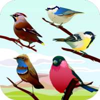 Bird Sounds