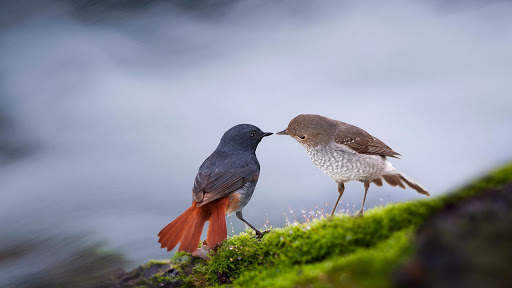 Birds Live Wallpaper : 7fon & LWP स्क्रीनशॉट 8