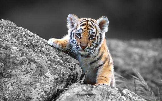 Tigers - HD Wallpapers 4 تصوير الشاشة