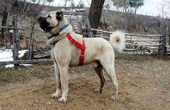 Kangal Dog Wallpapers screenshot 4