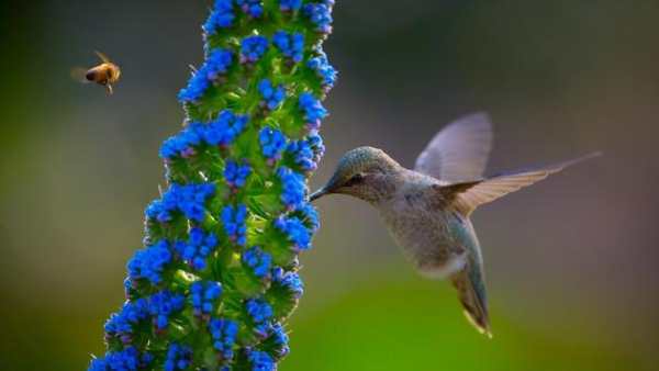 Fly Birds Wallpaper स्क्रीनशॉट 3