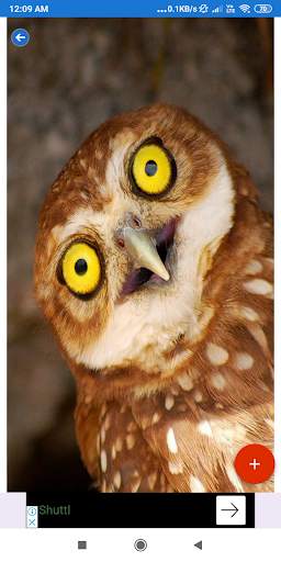 Owl Wallpaper: HD images, Free Pics download screenshot 3