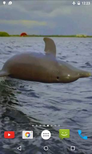 Jumping Dolphin Live Wallpaper screenshot 4