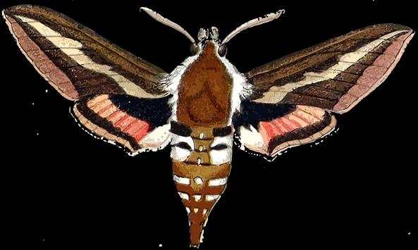 Live insects wallpaper screenshot 5