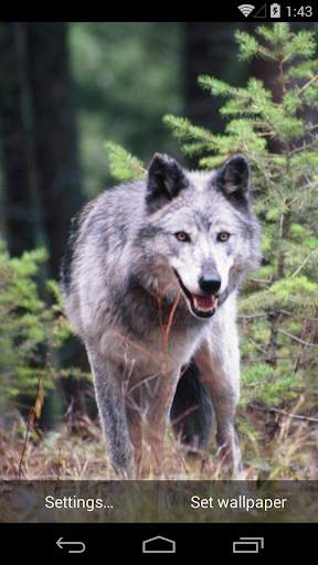Wolves Live Wallpapers screenshot 5
