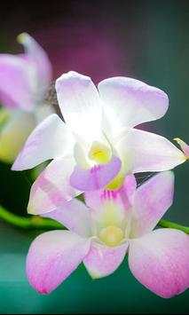 Orchide Glamour live wallpaper screenshot 5