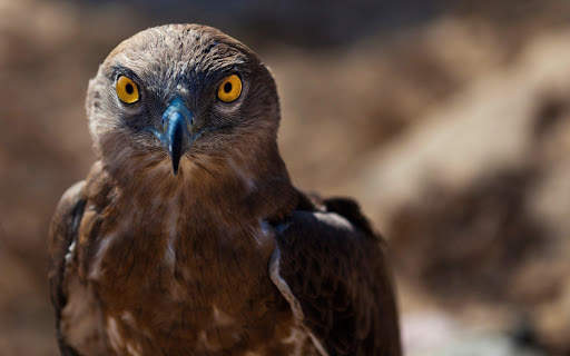 Falcon Wallpaper - Bird Wallpaper screenshot 4