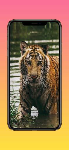 Lion Wallpapers, Cheetah Wallpapers & Panther Wall screenshot 5