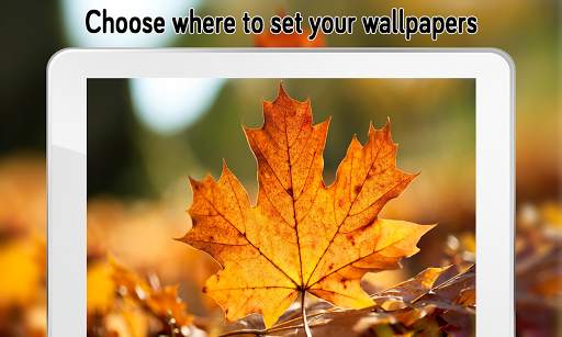 Autumn Wallpaper (4k) screenshot 20