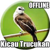 Suara Burung Trucukan Gacor icon