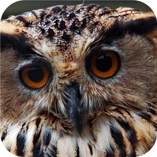Owl. Birds Wallpapers 20201104