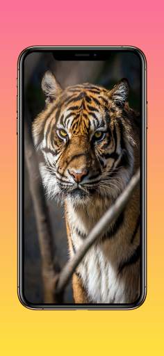 Lion Wallpapers, Cheetah Wallpapers & Panther Wall screenshot 6